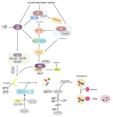 Autophagy and Inflammation Regulation in Acute Kidney Injury